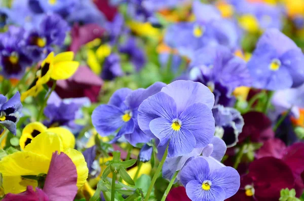 Fiori Multicolori Viole Del Pensiero Come Sfondo Carta Campo Margherite — Foto Stock