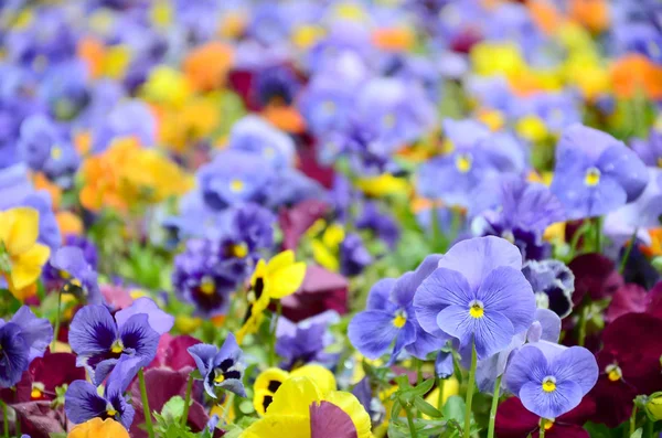 Flores Pensamientos Multicolores Como Fondo Tarjeta Campo Maricones Coloridos Con — Foto de Stock