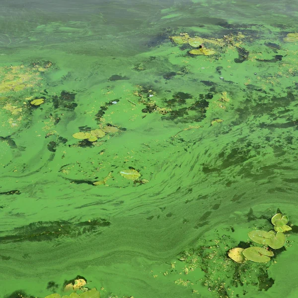 一个古老沼泽的表面覆盖着浮萍和百合叶 黑暗的水背景上的许多小绿叶 — 图库照片