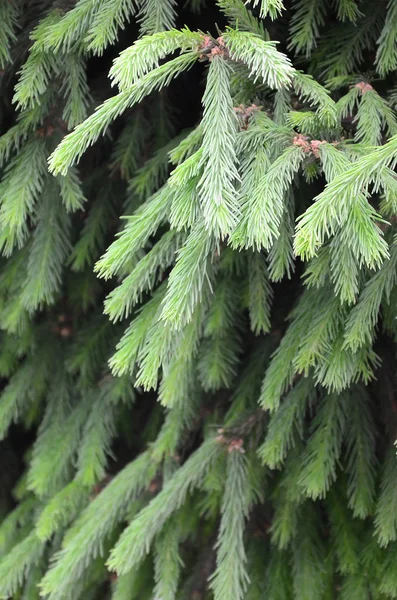 フワフワの緑のモミのツリー ブランチをクローズ アップ クリスマス壁紙のコンセプト コピー スペース 選択と集中 — ストック写真
