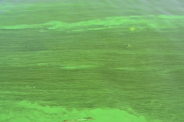 Eski bir bataklık yüzeyi duckweed ile kaplı ve lily bırakır. Karanlık su arka plan üzerinde birçok küçük yeşil yaprakları