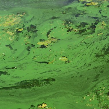 Eski bir bataklık yüzeyi duckweed ile kaplı ve lily bırakır. Karanlık su arka plan üzerinde birçok küçük yeşil yaprakları