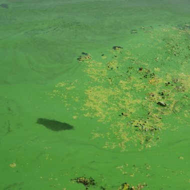 Eski bir bataklık yüzeyi duckweed ile kaplı ve lily bırakır. Karanlık su arka plan üzerinde birçok küçük yeşil yaprakları