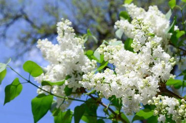 Beyaz Lila ve yeşil yaprakları dallarında. Arka plan güzel çiçek leylak dalı ile