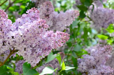 Mor Lila ve yeşil yaprakları dallarında. Arka plan güzel çiçek leylak dalı ile