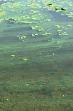 Eski bir bataklık yüzeyi duckweed ile kaplı ve lily bırakır. Karanlık su arka plan üzerinde birçok küçük yeşil yaprakları