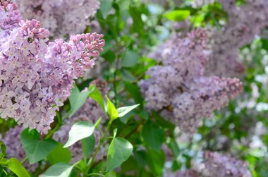 Mor Lila ve yeşil yaprakları dallarında. Arka plan güzel çiçek leylak dalı ile