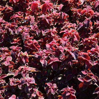 Hem de çok alacalı boyalı ısırgan otu, dekoratif arka plan bırakır. Kırmızı, sarı ve yeşil yaprakları coleus bitki. Plectranthus scutellarioides, Ballıbabagiller, blumei, solenostemon