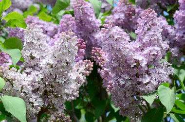 Mor Lila ve yeşil yaprakları dallarında. Arka plan güzel çiçek leylak dalı ile