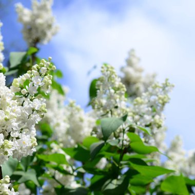Beyaz Lila ve yeşil yaprakları dallarında. Arka plan güzel çiçek leylak dalı ile