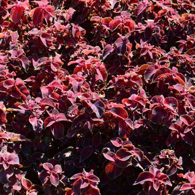 Hem de çok alacalı boyalı ısırgan otu, dekoratif arka plan bırakır. Kırmızı, sarı ve yeşil yaprakları coleus bitki. Plectranthus scutellarioides, Ballıbabagiller, blumei, solenostemon