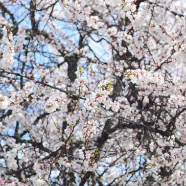 Mavi gökyüzü arka plan bahar beyaz çiçekli pembe elma ağacı çiçekleri