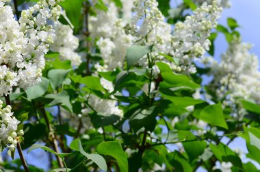 Beyaz Lila ve yeşil yaprakları dallarında. Arka plan güzel çiçek leylak dalı ile