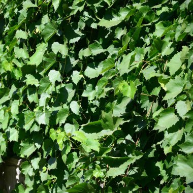 Bir bağ doku yeşil sarmaşık ile büyümüş bir duvar kadar yakın bırakır