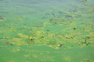 Eski bir bataklık yüzeyi duckweed ile kaplı ve lily bırakır. Karanlık su arka plan üzerinde birçok küçük yeşil yaprakları