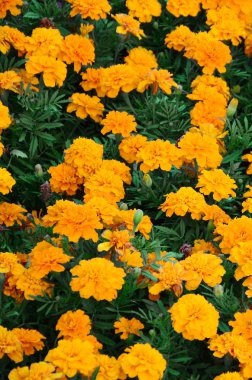 Çok sayıda güzel bloomed sarı marigolds bir açık hava flowerbed içinde. Üstten görünüm