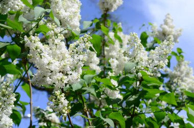 Beyaz Lila ve yeşil yaprakları dallarında. Arka plan güzel çiçek leylak dalı ile