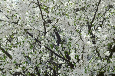 Bir bahçe beyaz çiçeklerle çiçek açması yeşil elma ağacının yakın çekim