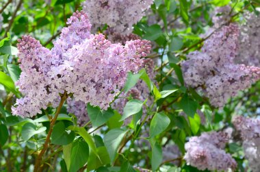Mor Lila ve yeşil yaprakları dallarında. Arka plan güzel çiçek leylak dalı ile