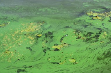 Eski bir bataklık yüzeyi duckweed ile kaplı ve lily bırakır. Karanlık su arka plan üzerinde birçok küçük yeşil yaprakları