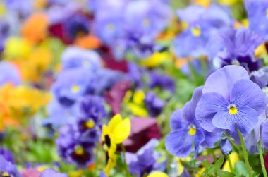 Çok renkli homo çiçek veya arka plan veya kart olarak hercai menekşe. Çiçekli Beyaz Sarı ve mor homo flowerbed perspektif üzerinde renkli hercai menekşe alan.