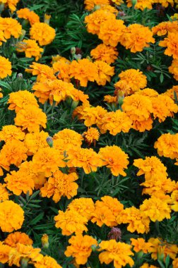 Çok sayıda güzel bloomed sarı marigolds bir açık hava flowerbed içinde. Üstten görünüm