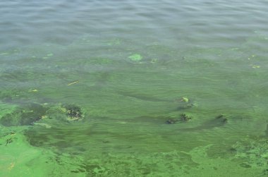 Eski bir bataklık yüzeyi duckweed ile kaplı ve lily bırakır. Karanlık su arka plan üzerinde birçok küçük yeşil yaprakları