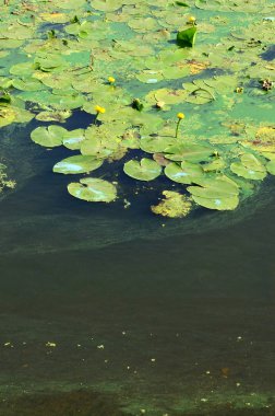Eski bir bataklık yüzeyi duckweed ile kaplı ve lily bırakır. Karanlık su arka plan üzerinde birçok küçük yeşil yaprakları