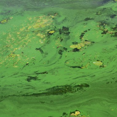 Eski bir bataklık yüzeyi duckweed ile kaplı ve lily bırakır. Karanlık su arka plan üzerinde birçok küçük yeşil yaprakları