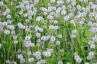 Doğa, doğal arka plan beyaz kabarık dandelions çiçek. Birçok çiçek yeşil çayır kapatın. Seçici odak