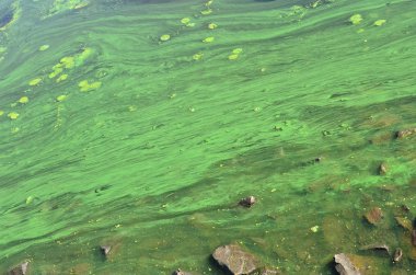 Eski bir bataklık yüzeyi duckweed ile kaplı ve lily bırakır. Karanlık su arka plan üzerinde birçok küçük yeşil yaprakları