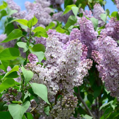 Mor Lila ve yeşil yaprakları dallarında. Arka plan güzel çiçek leylak dalı ile