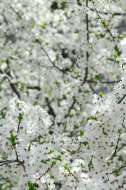 Bir bahçe beyaz çiçeklerle çiçek açması yeşil elma ağacının yakın çekim
