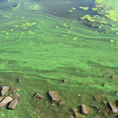 Eski bir bataklık yüzeyi duckweed ile kaplı ve lily bırakır. Karanlık su arka plan üzerinde birçok küçük yeşil yaprakları