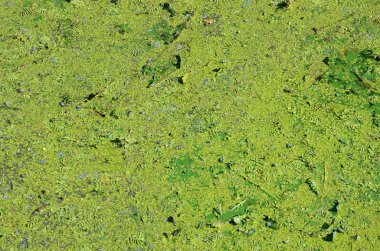 Eski bir bataklık yüzeyi duckweed ile kaplı ve lily bırakır. Karanlık su arka plan üzerinde birçok küçük yeşil yaprakları