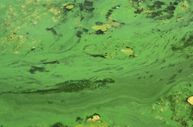 Eski bir bataklık yüzeyi duckweed ile kaplı ve lily bırakır. Karanlık su arka plan üzerinde birçok küçük yeşil yaprakları