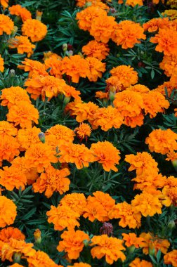 Çok sayıda güzel bloomed sarı marigolds bir açık hava flowerbed içinde. Üstten görünüm