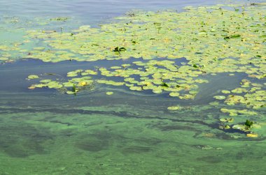 Eski bir bataklık yüzeyi duckweed ile kaplı ve lily bırakır. Karanlık su arka plan üzerinde birçok küçük yeşil yaprakları