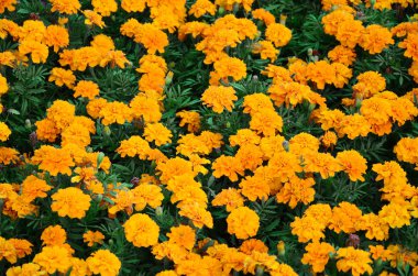 Çok sayıda güzel bloomed sarı marigolds bir açık hava flowerbed içinde. Üstten görünüm
