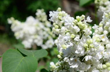 Beyaz Lila ve yeşil yaprakları dallarında. Arka plan güzel çiçek leylak dalı ile