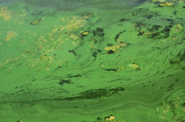 Eski bir bataklık yüzeyi duckweed ile kaplı ve lily bırakır. Karanlık su arka plan üzerinde birçok küçük yeşil yaprakları