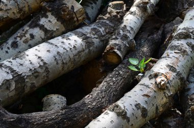 Odun sert beyaz kabuğu ile eski kavak closeup. Ağaçlarının felling