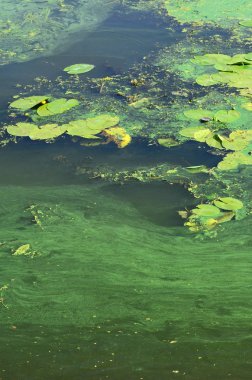 Eski bir bataklık yüzeyi duckweed ile kaplı ve lily bırakır. Karanlık su arka plan üzerinde birçok küçük yeşil yaprakları