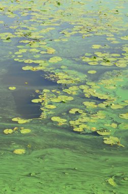 Eski bir bataklık yüzeyi duckweed ile kaplı ve lily bırakır. Karanlık su arka plan üzerinde birçok küçük yeşil yaprakları