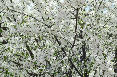 Bir bahçe beyaz çiçeklerle çiçek açması yeşil elma ağacının yakın çekim