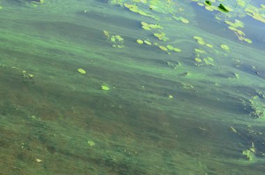 Eski bir bataklık yüzeyi duckweed ile kaplı ve lily bırakır. Karanlık su arka plan üzerinde birçok küçük yeşil yaprakları