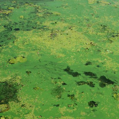 Eski bir bataklık yüzeyi duckweed ile kaplı ve lily bırakır. Karanlık su arka plan üzerinde birçok küçük yeşil yaprakları