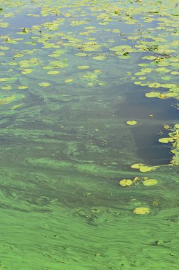 Eski bir bataklık yüzeyi duckweed ile kaplı ve lily bırakır. Karanlık su arka plan üzerinde birçok küçük yeşil yaprakları