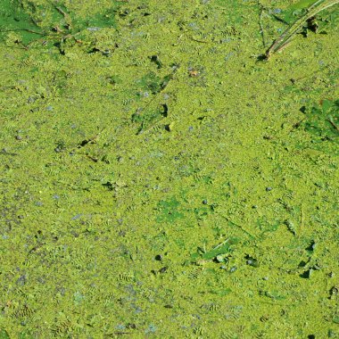 Eski bir bataklık yüzeyi duckweed ile kaplı ve lily bırakır. Karanlık su arka plan üzerinde birçok küçük yeşil yaprakları