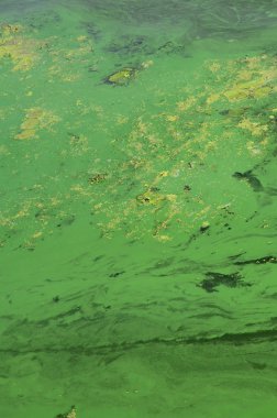 Eski bir bataklık yüzeyi duckweed ile kaplı ve lily bırakır. Karanlık su arka plan üzerinde birçok küçük yeşil yaprakları